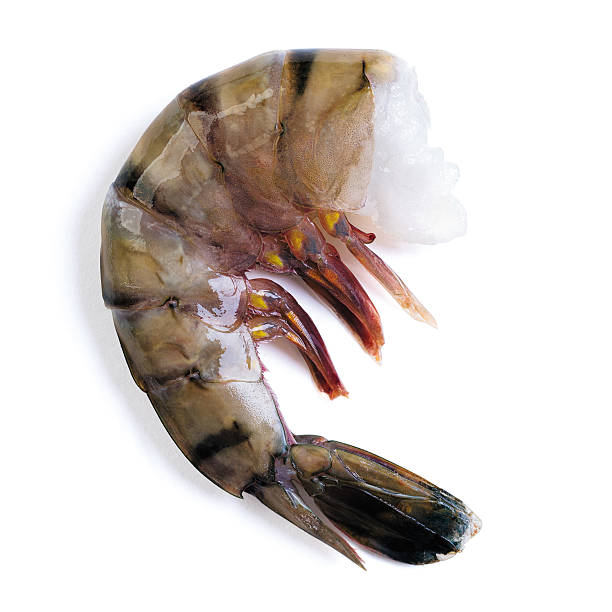 raw crevette tigrée - black tiger shrimp photos et images de collection
