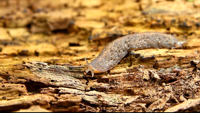 Slug crawling on tree trunk
