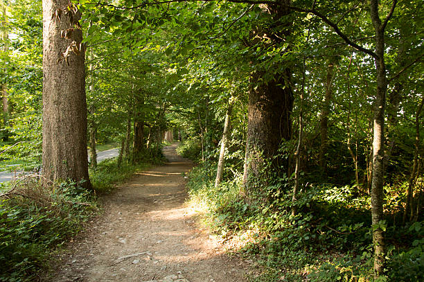 istock Camino de Santiago from Roncesvalles to Zubiri 598214010