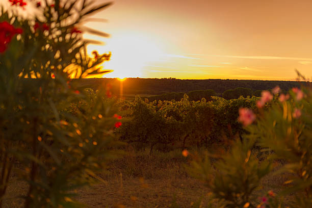 viñedos en la toscanavineyards en la toscana - tuscany florence italy chianti region italy fotografías e imágenes de stock