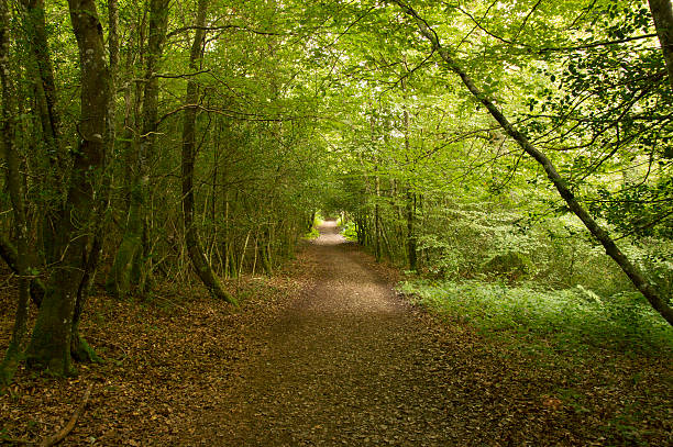 Camino de Santiago from Roncesvalles to Zubiri