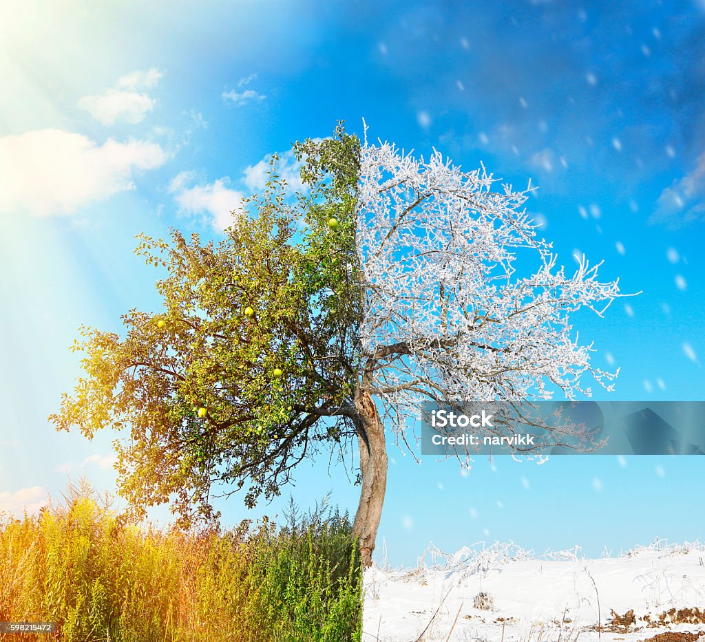 Apfelbaum in zwei Jahreszeiten Sommer und Winter geteilt - Lizenzfrei Sommer Stock-Foto