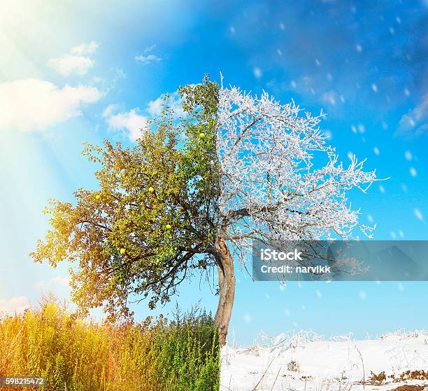 Apfelbaum In Zwei Jahreszeiten Sommer Und Winter Geteilt Stockfoto und mehr Bilder von Sommer
