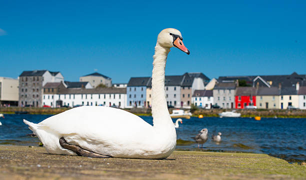 istock mute swans in Galway city. 598217126