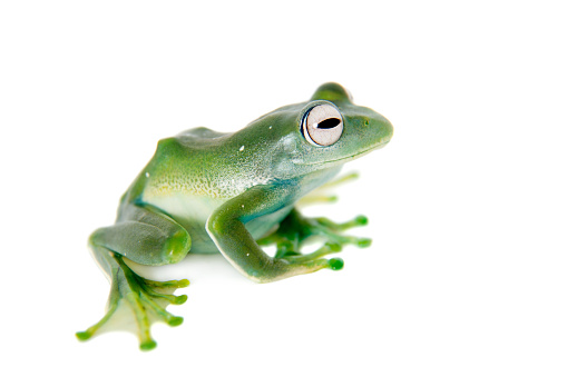 Emerald Tree frog, Boophis luteus, isolated on white background