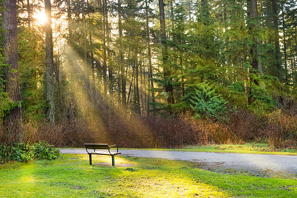 istock Bench in the green city park 598218168