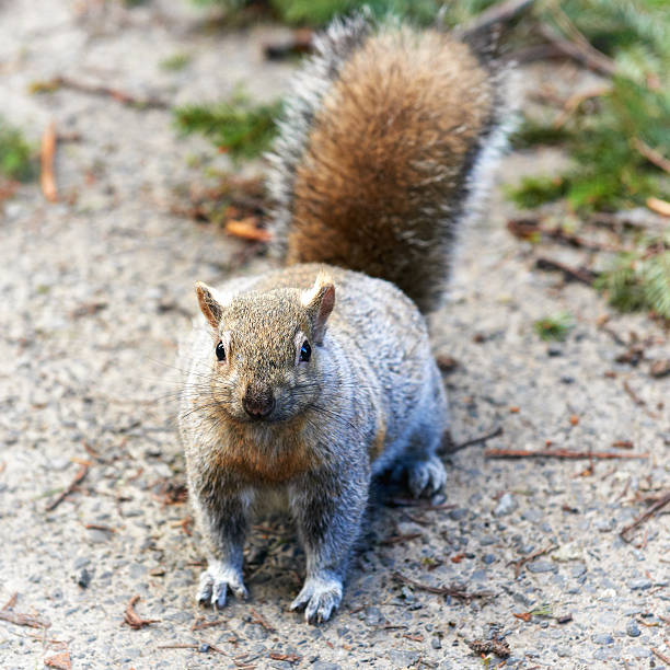 écureuil noir - squirrel red squirrel black forest forest photos et images de collection