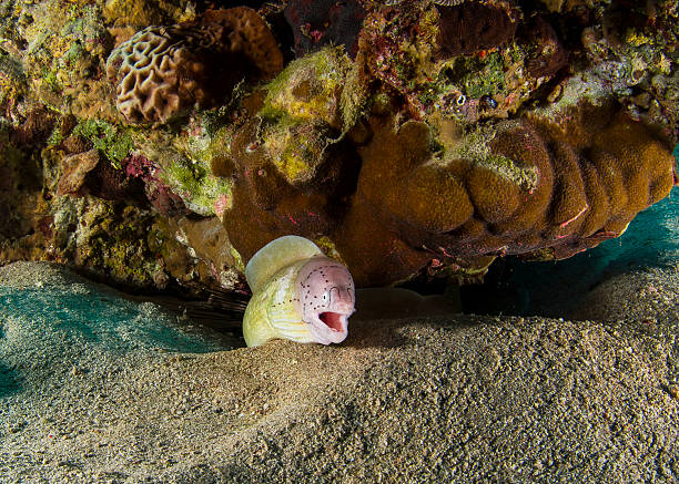 peppered moray eel - gulf of aqaba imagens e fotografias de stock