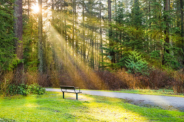 Bench in the green city park with shining sun and rays