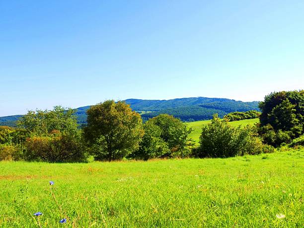 istock Meadow and deciduous forest in wild nature 598218662