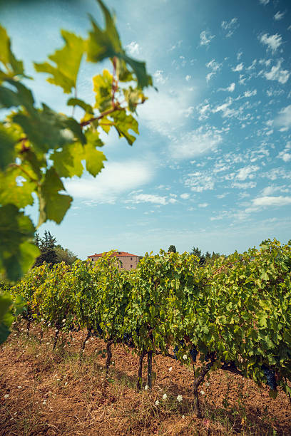 viñedos en la toscanavineyards en la toscana - tuscany florence italy chianti region italy fotografías e imágenes de stock