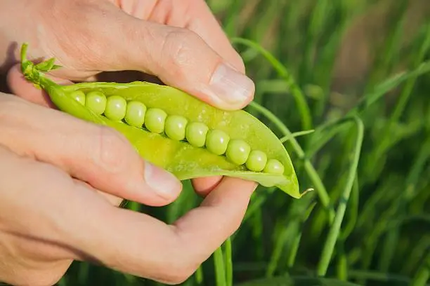 Mens hands hold one pea pod and cracking it in garden, summer time