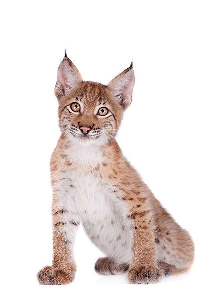 istock Eurasian Lynx cub on white 598219258