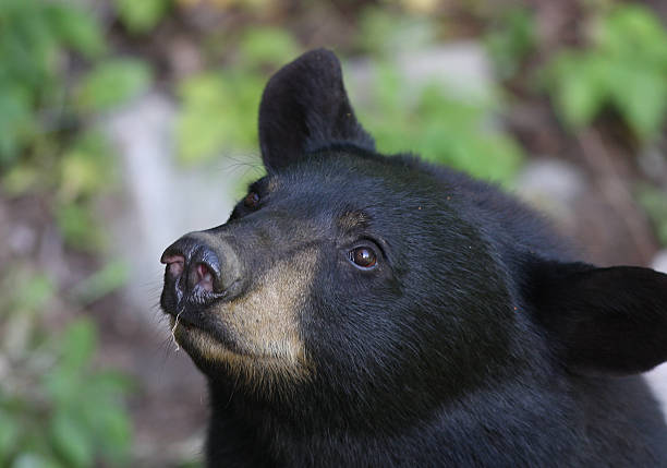 masculino urso preto - male animal american black bear mammal animals in the wild - fotografias e filmes do acervo