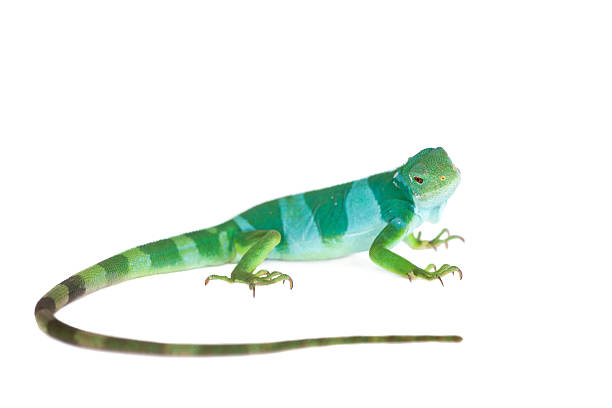 istock The Fiji banded iguana on white 598219954