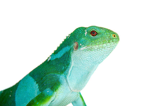 istock The Fiji banded iguana on white 598219998