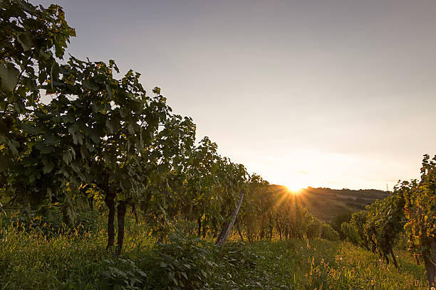 istock Vineyard at sunset. Autumn vineyards and organic grape 598220222