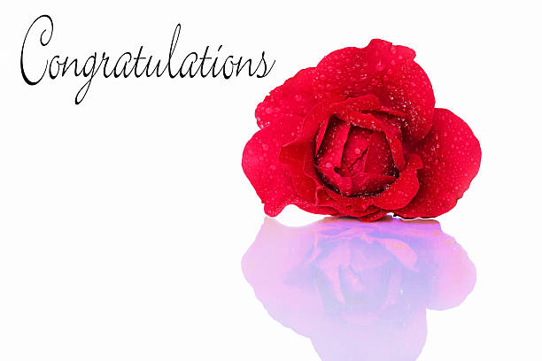 Gratulations with a red rose Celebrations and holidays. Gratulations with a red rose schenken stock pictures, royalty-free photos & images