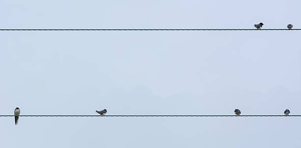 istock Swallows (Hirundo rustica) on telephone wires in late summer 598220940