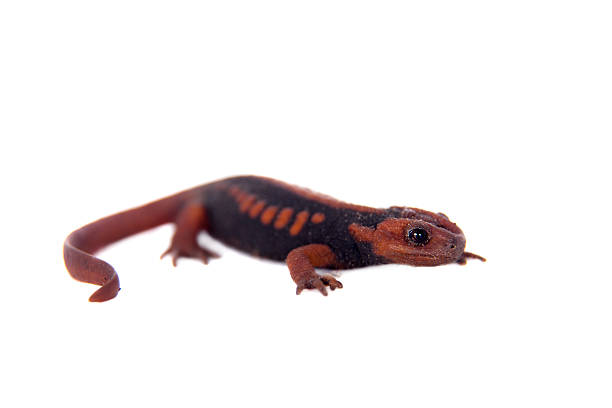 istock The emperor newt on white 598221420
