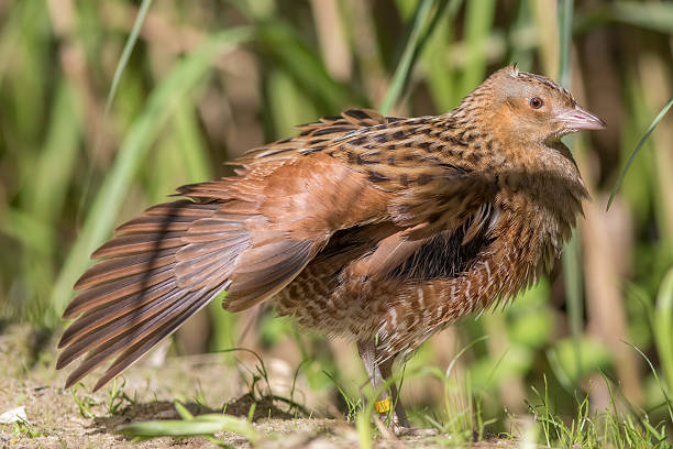 Corncrake bird with outstretched wing The corn crake, corncrake or landrail (Crex crex) is a bird in the rail family. Here shown in profile with outstretched wing. corncrake stock pictures, royalty-free photos & images