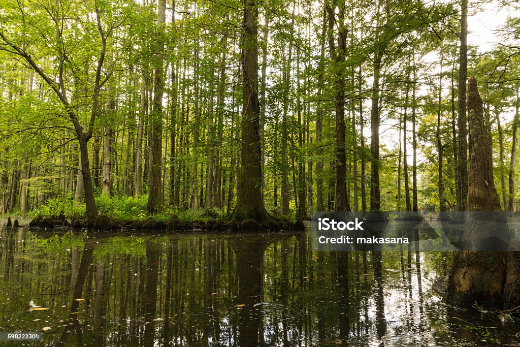 swamp South Carolina swamp in Swan Lake Gardens in Sumter Fort Sumter Stock Photo