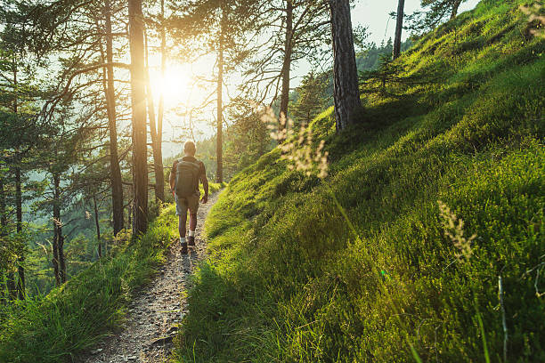 sentiero dell'uomo anziano che escursioni nella foresta al tramonto - hiking foto e immagini stock