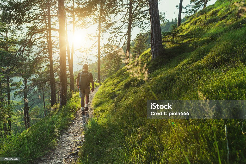 Senior man trail hiking in the forest at sunset Senior man trail hiking in the forest Hiking Stock Photo