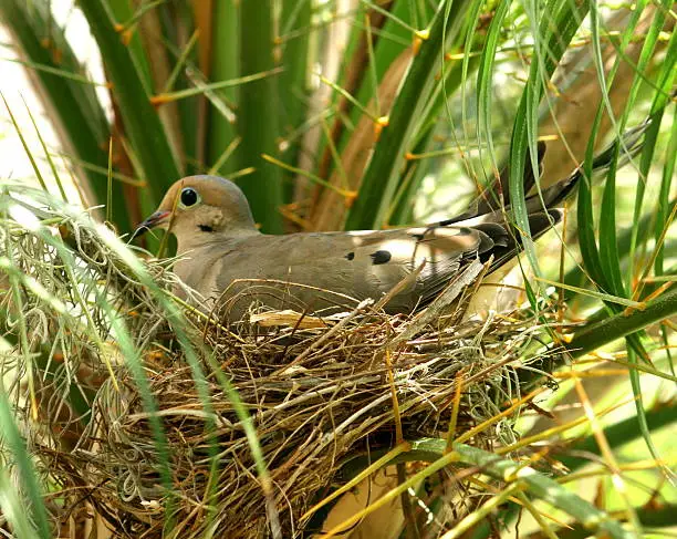 Photo of Nesting Turtle Dove