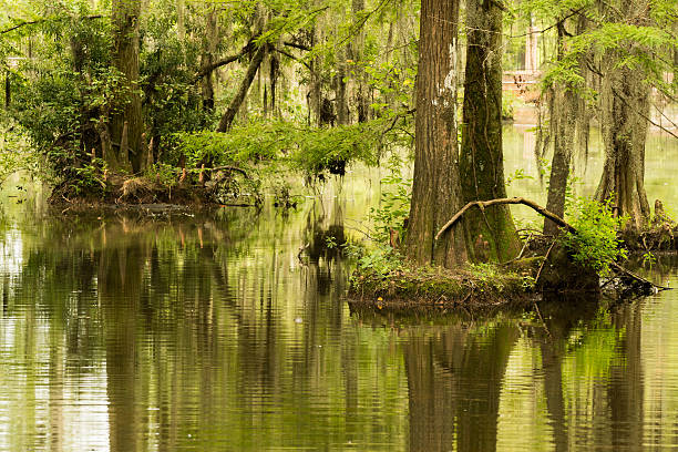 istock swamp and wetlands 598222874