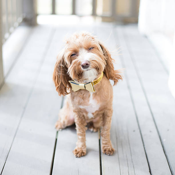 Cute Puppy Cute brown puppy smiling with eyes closed.  animal tricks stock pictures, royalty-free photos & images