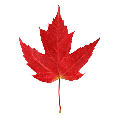 Red maple leaf isolated on white