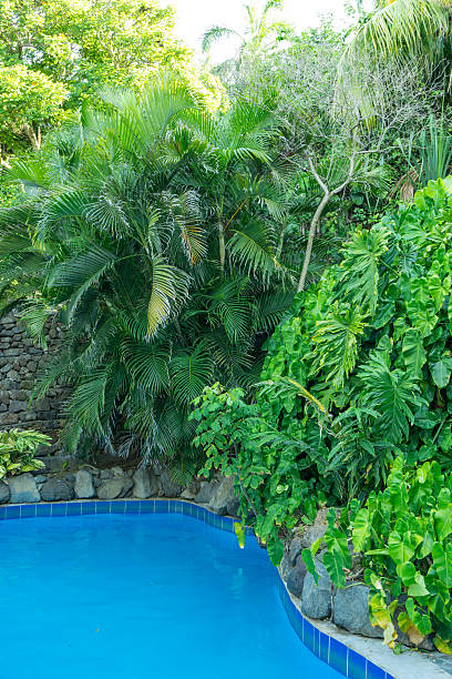 istock Swimming pool surrounded by lush tropical plants 598223614