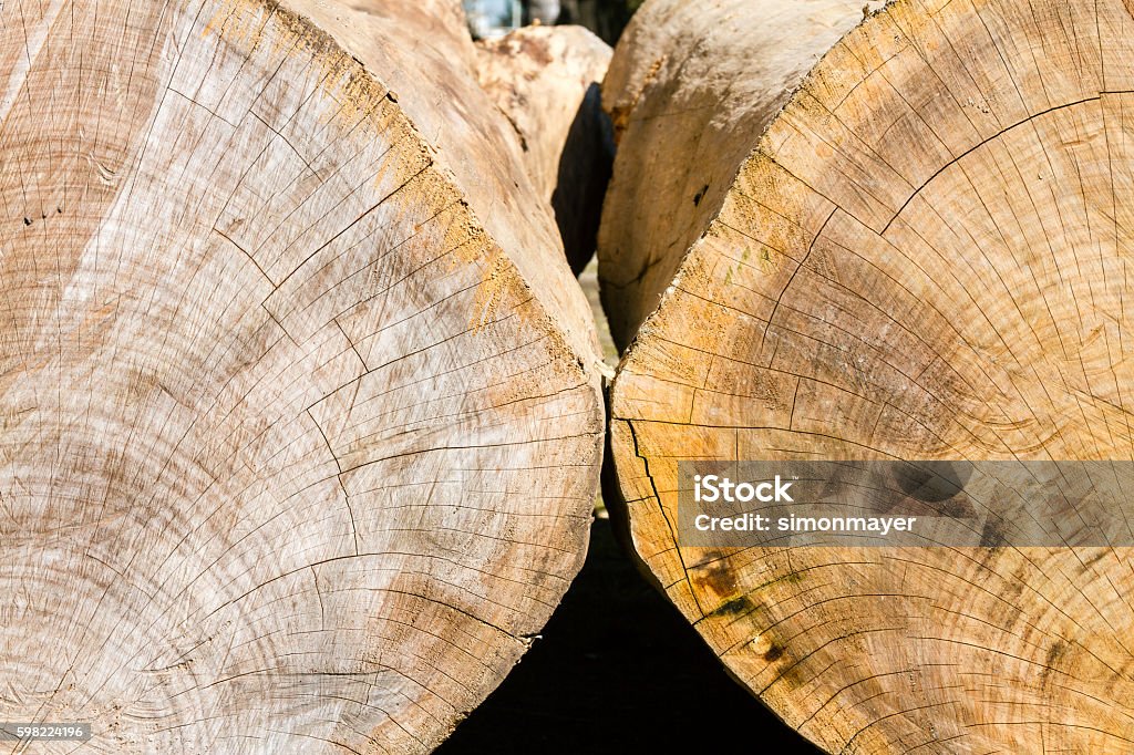 Two Tree Trunk Closeup Of Two Tree Trunk Cut With Sawing Marks Stock Photo - Download ...