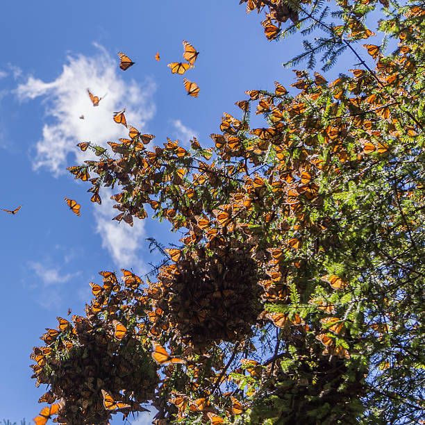 istock Monarch Butterflies on tree branch in Michoacan, Mexico 598227324