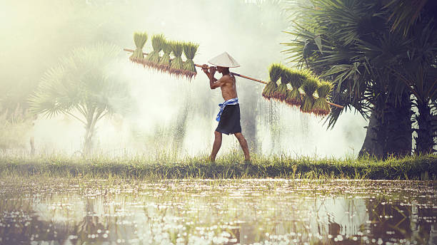 gli agricoltori maschi coltivano riso nella stagione delle piogge. - asian country foto e immagini stock