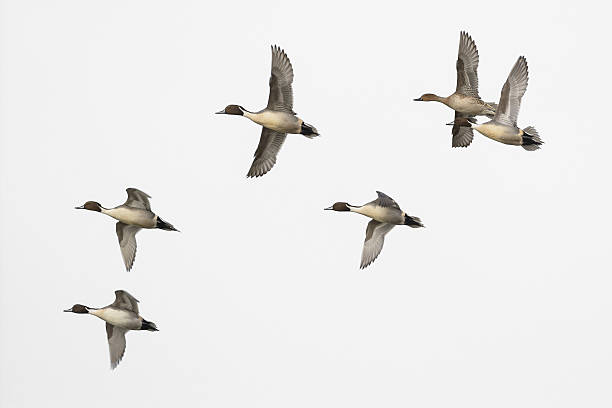 istock Pintail male duck flock isolated on white 598229878