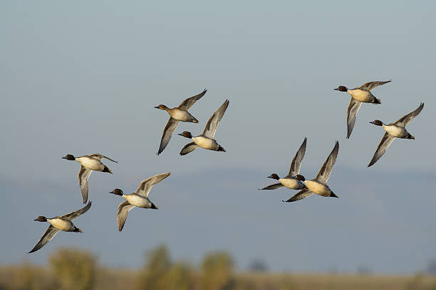 istock Flock of pintail ducks in flight 598230012