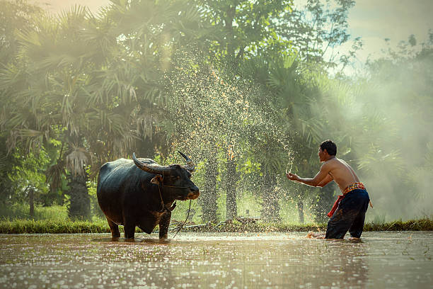 agricoltore. - asian country foto e immagini stock