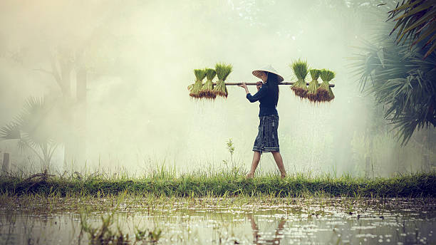 las agricultoras cultivan arroz en la temporada de lluvias. - rice rice paddy farm agriculture fotografías e imágenes de stock