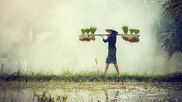 Woman Farmers grow rice in the rainy season. Woman Farmers grow rice in the rainy season. They were soaked with water and mud to be prepared for planting. wait three months to harvest crops cambodia food stock pictures, royalty-free photos & images