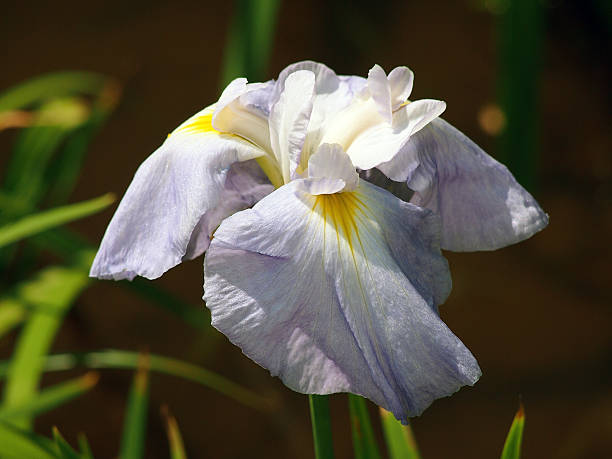 istock Edo to which it is said Seishonagon iris 598231332
