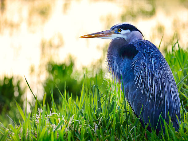 Great blue heron (Ardea herodias) sitting in a lake Great blue heron (Ardea herodias) sitting in a lake. heron photos stock pictures, royalty-free photos & images