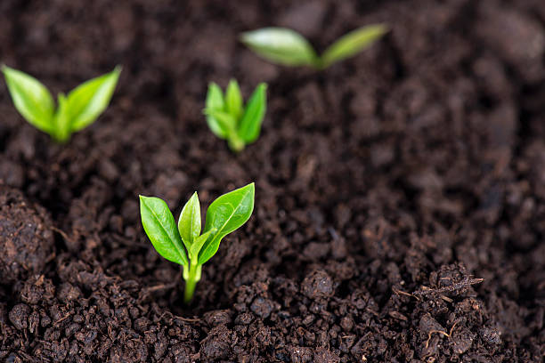Sprouts in Soil Small sprouts in soil. garden soil stock pictures, royalty-free photos & images