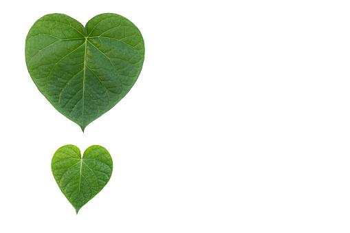 Heartshaped two leafs isolated on white background.