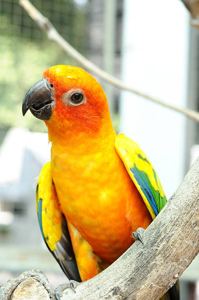 istock Conure bird hanging on dry branch. 598234254