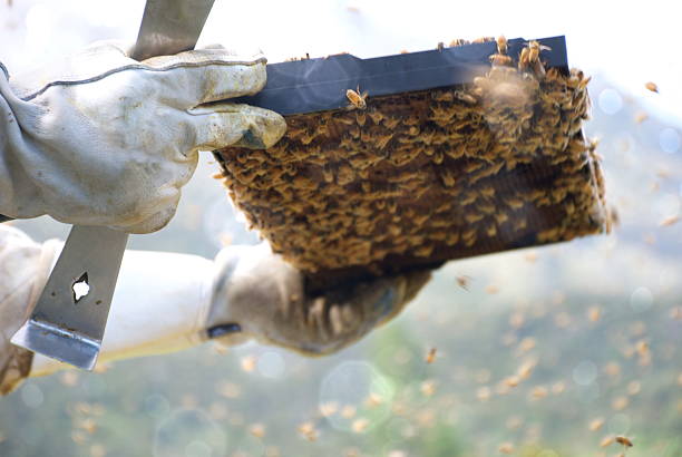 Beekeeper inspecting a Frame from a Beehive An Apiarist inspects a frame covered in Honey Bees froms a Beehive. beehive new zealand stock pictures, royalty-free photos & images