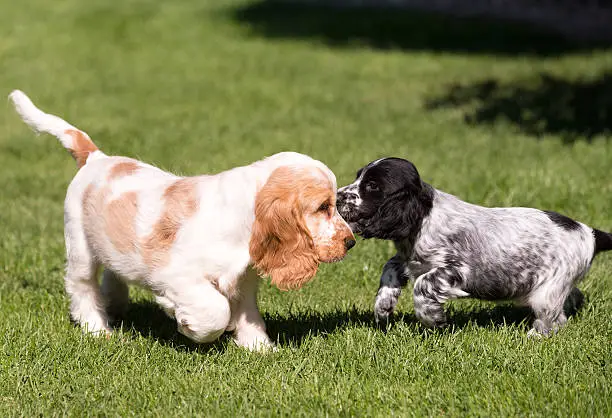 Young English Cocker Spaniel puppy plaing in garden, outdoor on green grass. Bread called blue and orange cocker spaniel.