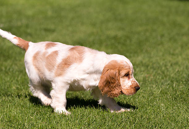 istock English Cocker Spaniel puppy 598235714