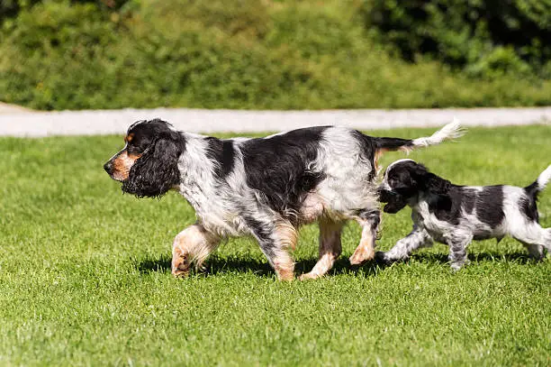 Young English Cocker Spaniel puppy running with female mother, outdoor on green grass in garden. Bread called blue cocker spaniel.